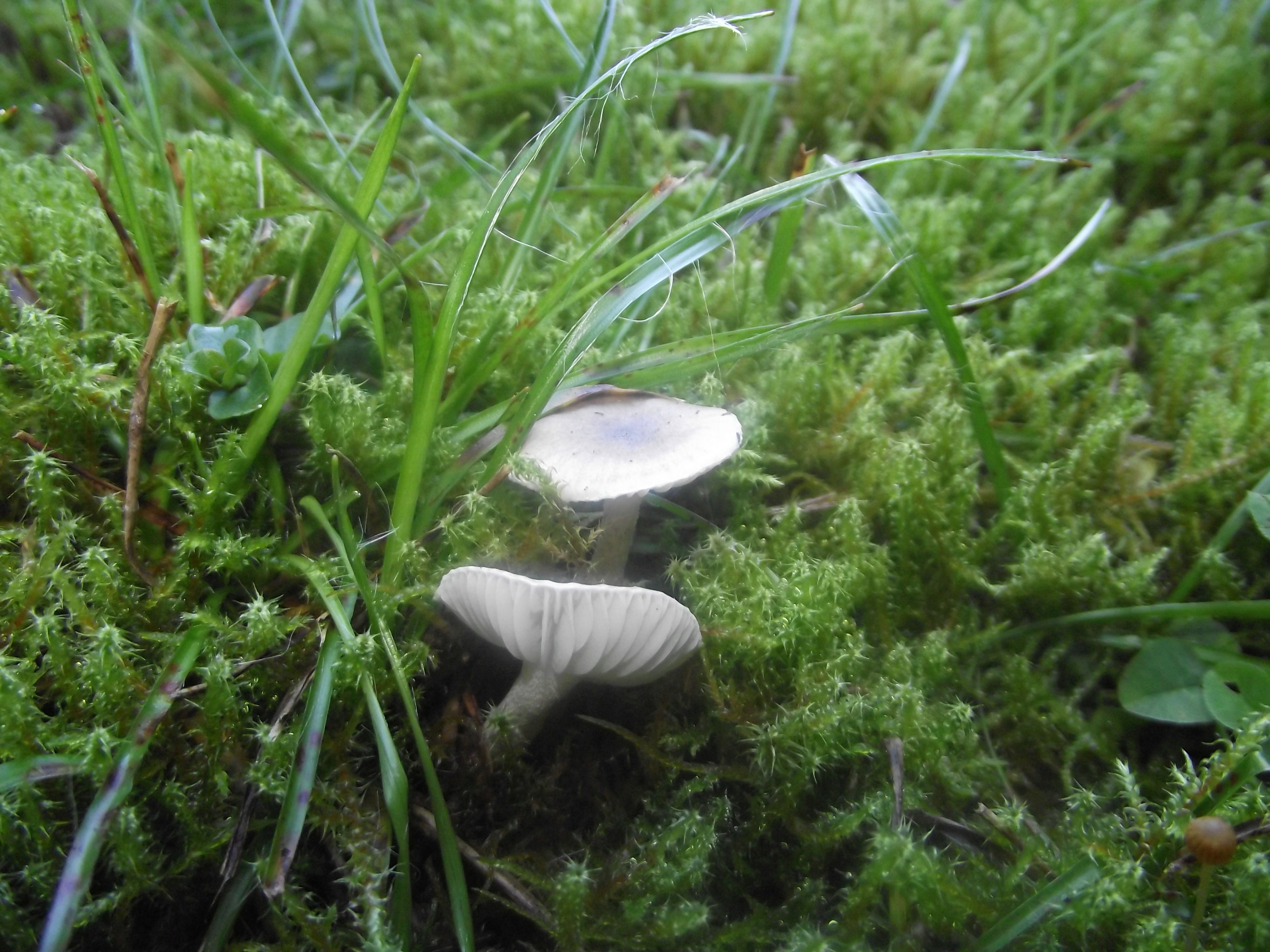 Schwarzpunktierter Schneckling